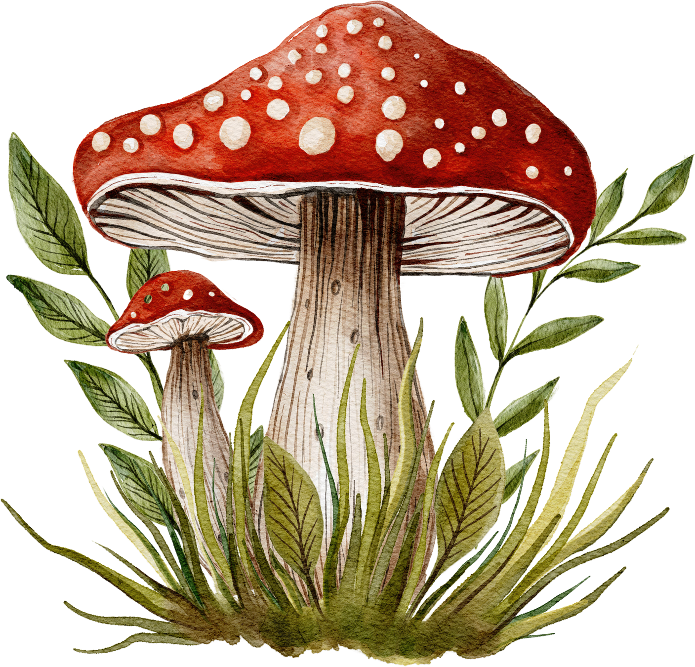 Fungus Mushrooms Watercolor